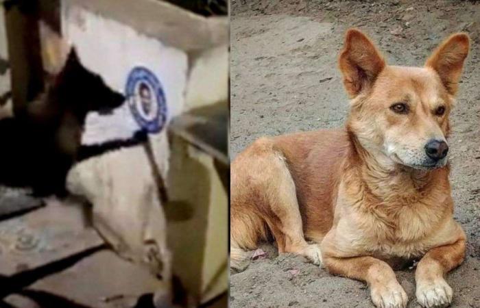 Party workers demand arrest of dog for tearing poster of Andhra CM