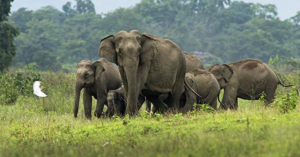 70-year-old Sikkim’s retired man killed by elephant in Naxalbari