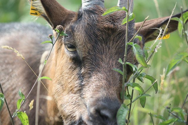 Eye Of Karma : Man Chokes to Death on Goat’s Eye Meant For Sacrifice To Deity 