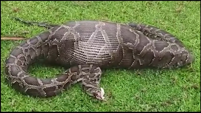 Two giant python rescued successfully in two places Bagdogra and Sukna
