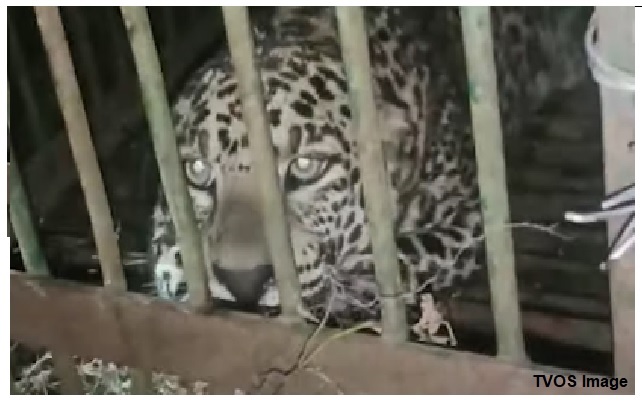 Common Leopard Successfully Rescued In Nesur Village Of Soreng District in Sikkim