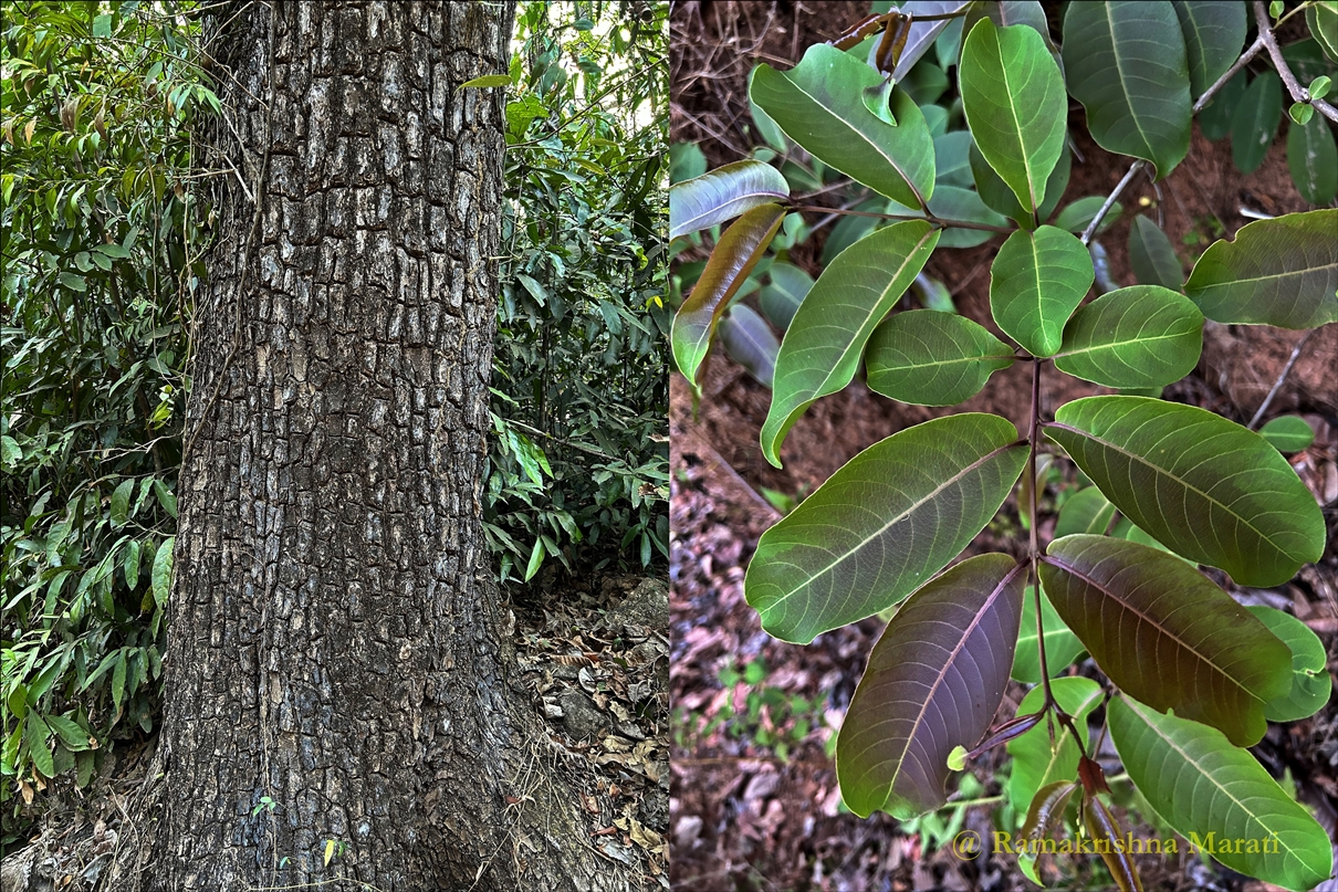 Secrets Unveiled: Konda Reddi Tribe Reveals Enigmatic ‘Water-Producing Tree’