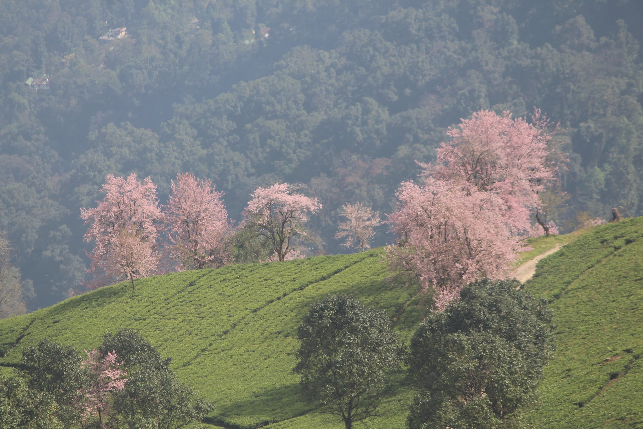 Enchanting Cherry Blossoms Return to Temi Tea Estate in South Sikkim