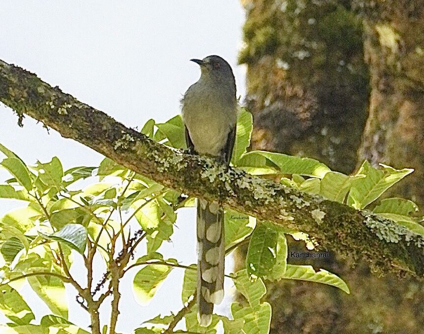 First Photograph of Long-tailed Sibia from Sikkim! 