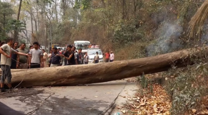 Tree Falls on Vehicle on Pelling-Siliguri Route, Students from Netaji Mahavidyalaya Injured.