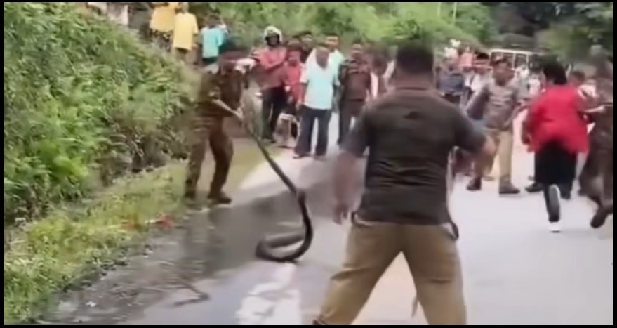 King Cobra Rescued from Gorubathan Tea Estate, Forest Department Urges Caution