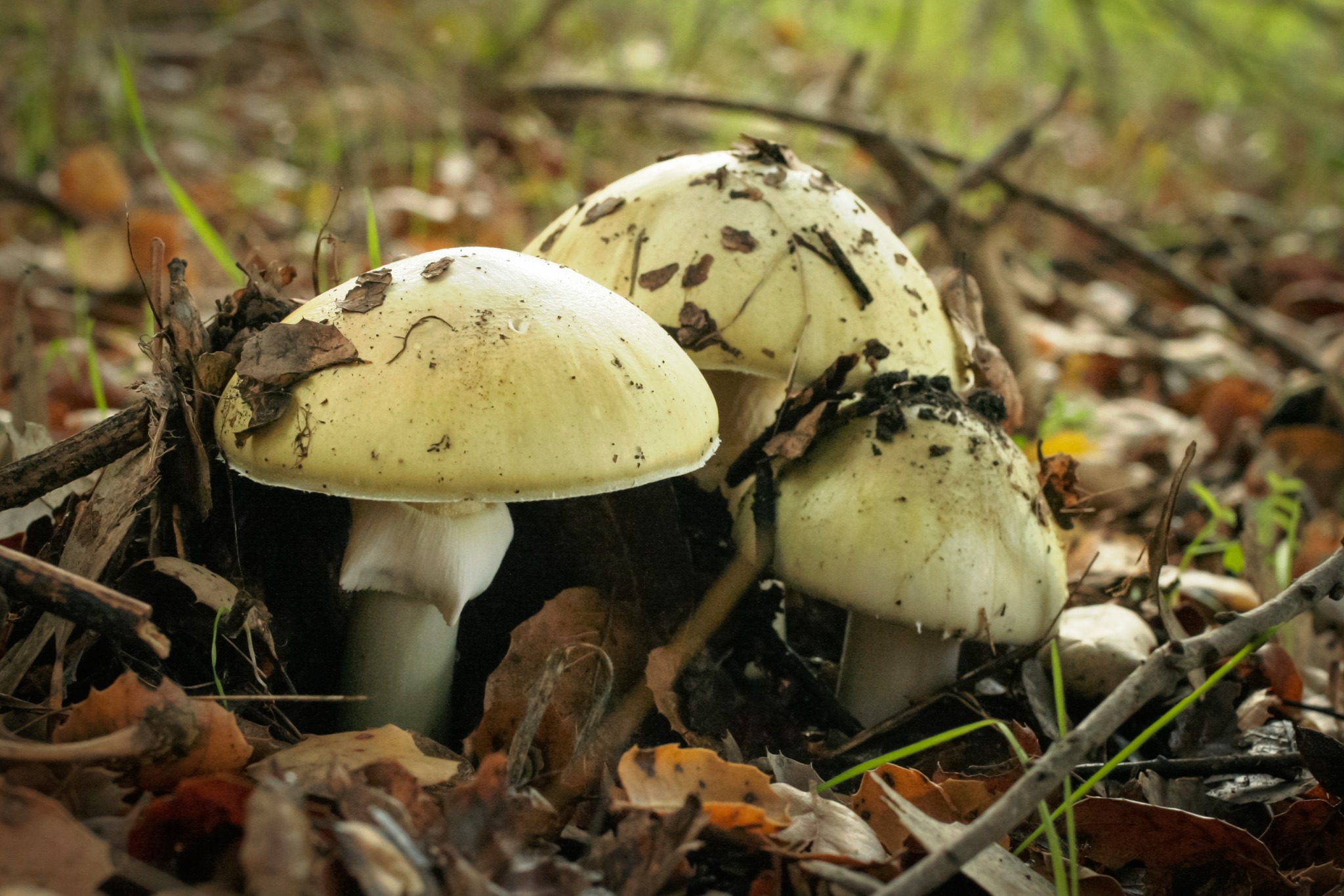 One Dead, Several Critical After Consuming Wild Mushrooms in Namchi