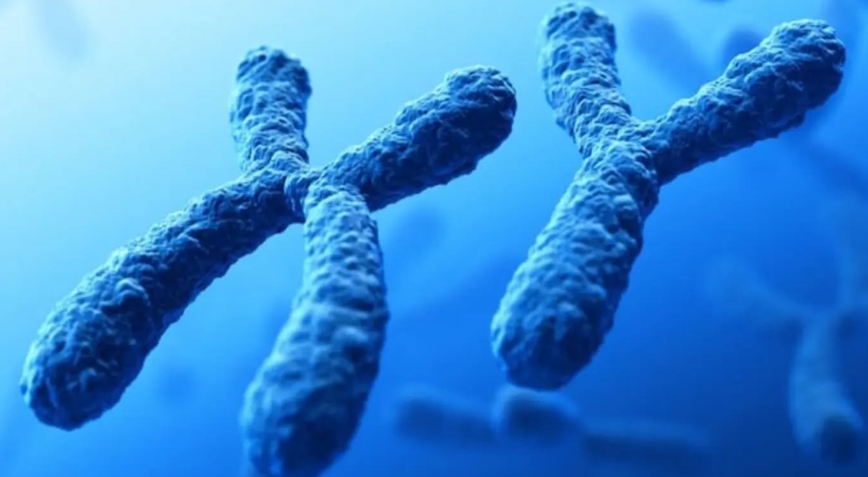The Vanishing Y Chromosome: Unraveling Its Impact on Men’s Health and Aging