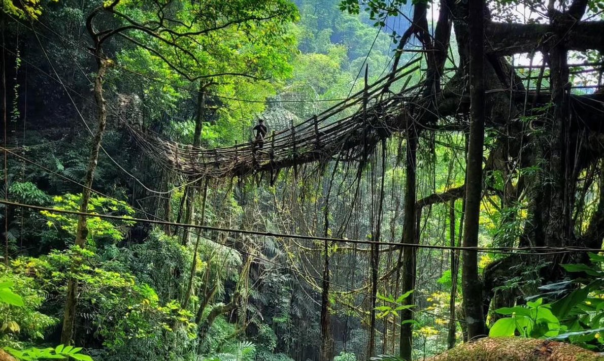 The Living Root Bridges of Meghalaya – Nature’s Living Architecture