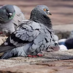 Panic in Namchi as Mystery Illness Kills Pigeons; Officials Suspect Bird Flu or Newcastle Disease
