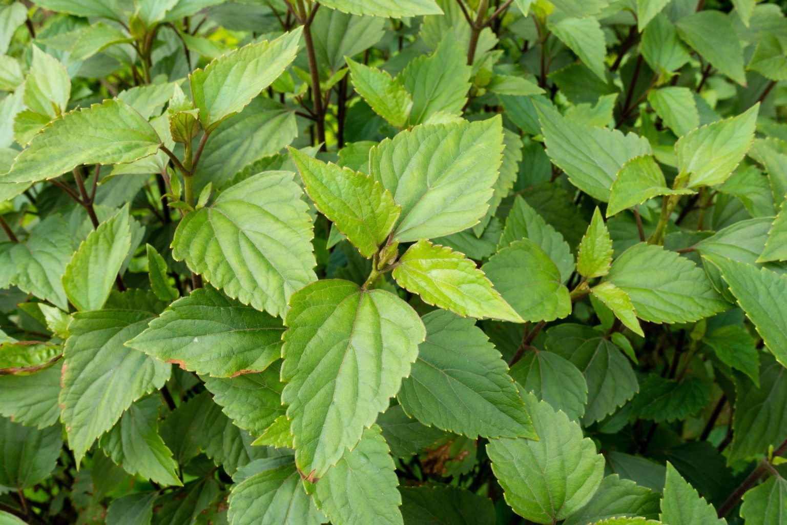 The Weed That Heals: Unlocking the Scientific Power of Chromolaena Odorata