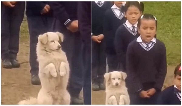 Dog Joins Morning Assembly at Sikkim School, Heartwarming Viral Video Wins Internet’s Heart Dog Joins Morning Assembly at Sikkim School, Heartwarming Viral Video Wins Internet’s Heart