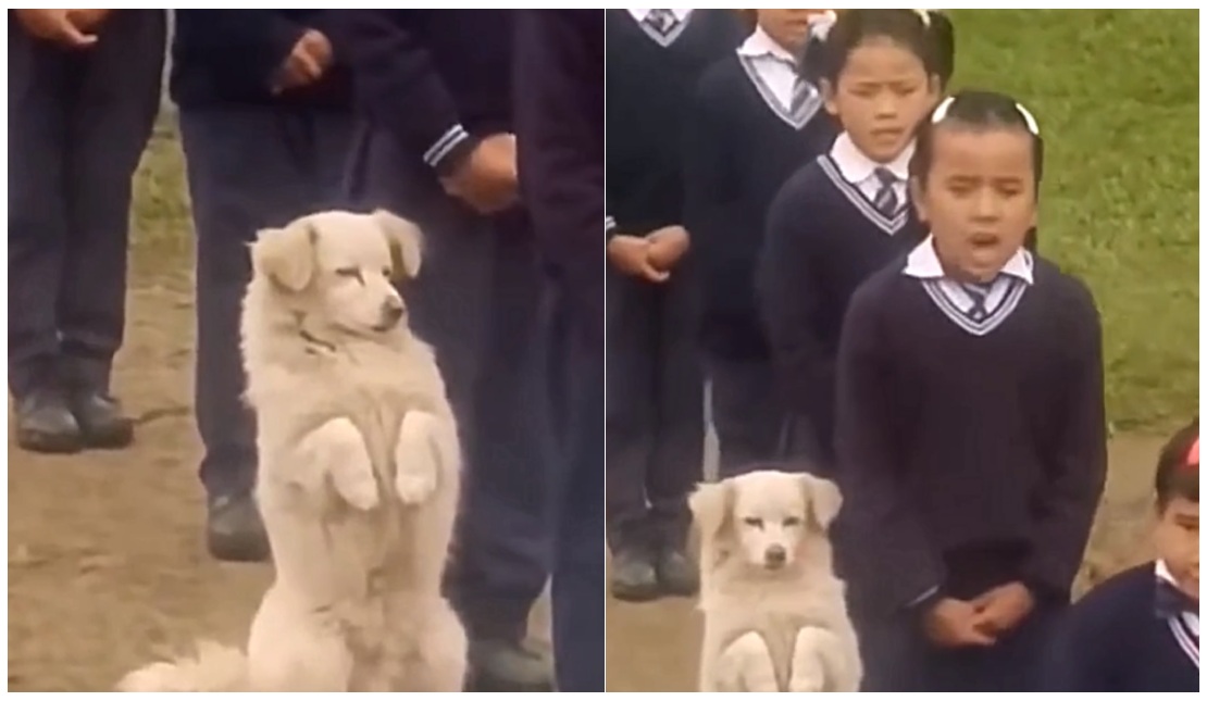 Dog Joins Morning Assembly at Sikkim School, Heartwarming Viral Video Wins Internet’s Heart