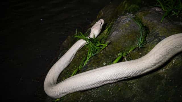 Rare Giant Albino Python Spotted at Teesta River Bank Near Lekhubhir NH10 — Possibly First in India