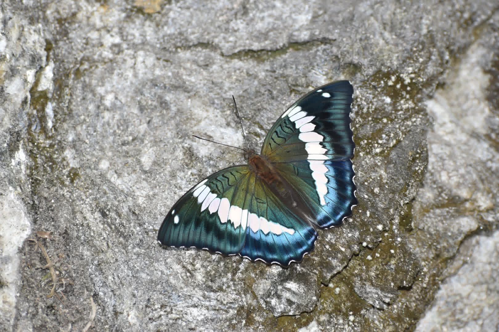 Our State Butterfly, the Blue Duke, Completes 4 Glorious Years!