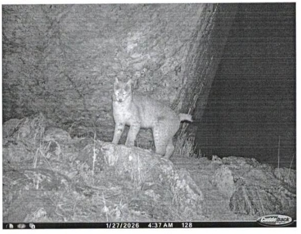 Camera-trap photo of Eurasian lynx on Tso Lhamo plateau, Sikkim