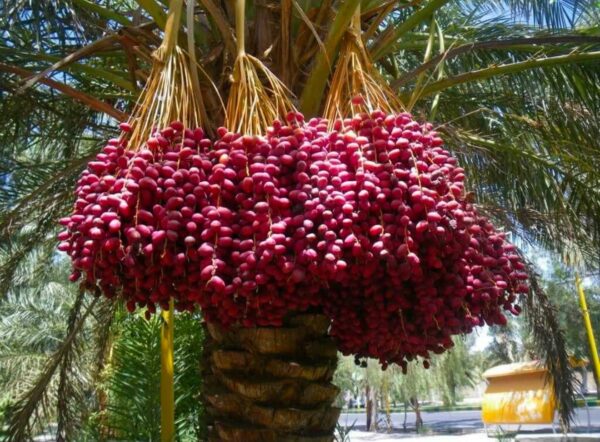 Red Dates: Importance, Health Benefits And How To Use This Ancient Superfruit Red Dates: Importance, Health Benefits And How To Use This Ancient Superfruit