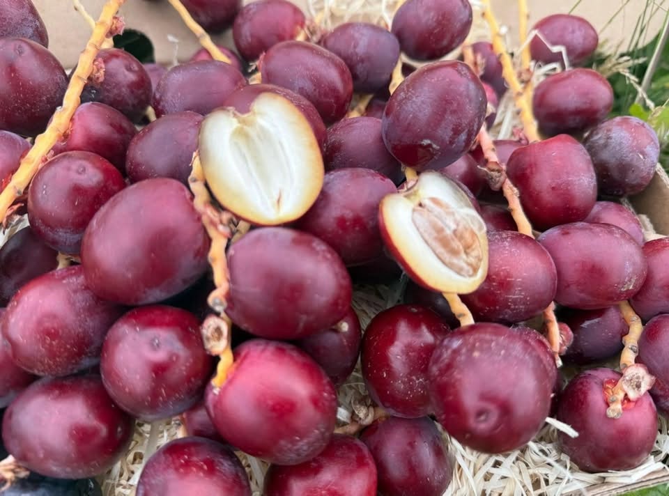Dried red dates jujube fruit showing health benefits of the ancient superfruit
