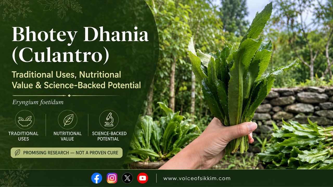 Bhotey Dhania (Culantro): Traditional Uses, Nutritional Value and Science-Backed Health Potential