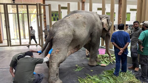 Joymoti Arrives at Vantara for Urgent Medical Care Following Flood Rescue Joymoti Arrives at Vantara for Urgent Medical Care Following Flood Rescue