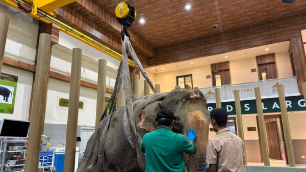 Joymoti Arrives at Vantara for Urgent Medical Care Following Flood Rescue Joymoti Arrives at Vantara for Urgent Medical Care Following Flood Rescue