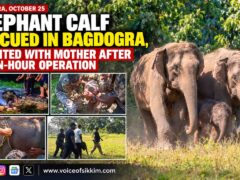 Elephant calf rescued in Bagdogra reunited with mother after septic tank rescue in Bengdubi.
