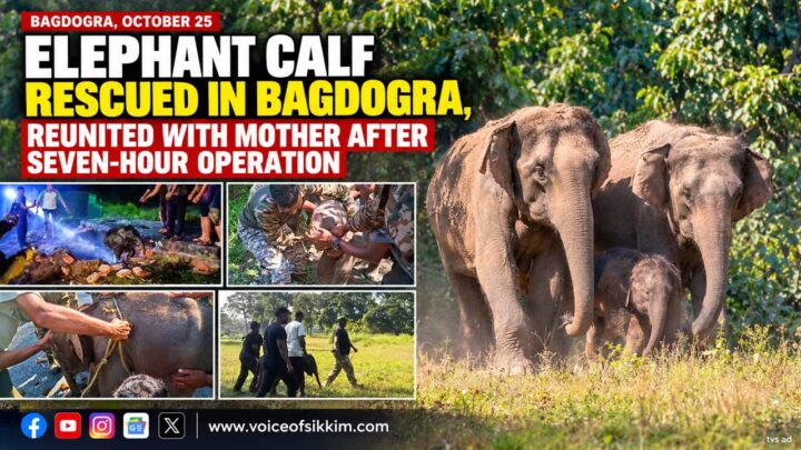Elephant calf rescued in Bagdogra reunited with mother after septic tank rescue in Bengdubi.